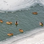 Жителей столицы приглашают на перепись уток