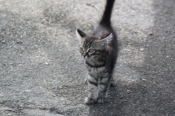 В Новосибирске девушка на Мицубиши врезалась в столб из-за котенка