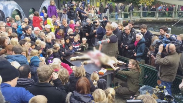 В зоопарке Дании готовятся к еще одному публичному вскрытию льва