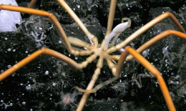 В Арктике найдены полуметровые морские пауки-гиганты — Ученые