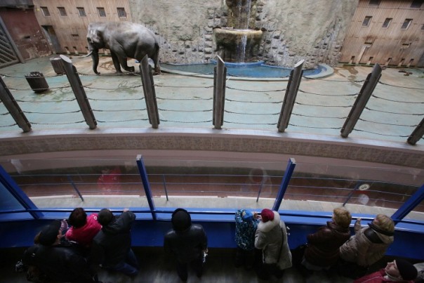 День рождения столичного зоопарка подарит гостям представления и праздники
