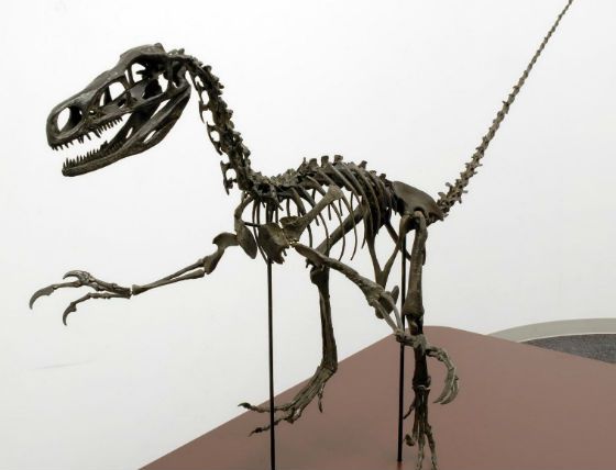 В Японии ученые обнаружили седьмого динозавра