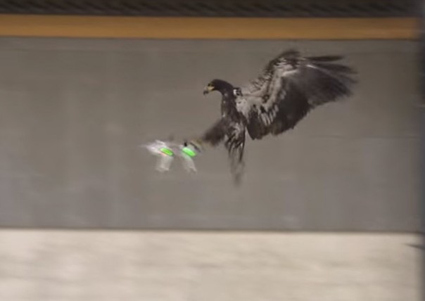 Нидерландская милиция начала дрессировать орлов для перехвата дронов