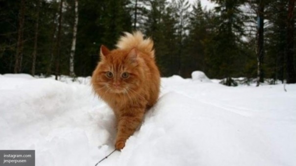 Кот, который катает хозяйку на лыжах, стал хитом интернета