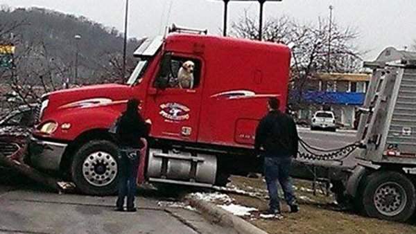 В США лабрадор за рулем фургона устроил трагедию