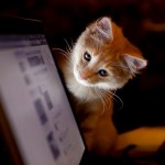 Vkontakte собирается ввести алгоритмическую ленту новостей