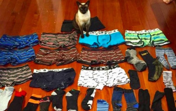 Кошка «клептоманка» украла 60 предметов нижнего белья