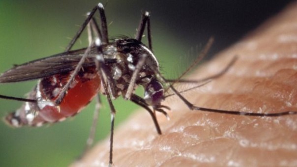 В Волгоградской области выявлен 1-ый завозной случай лихорадки денге