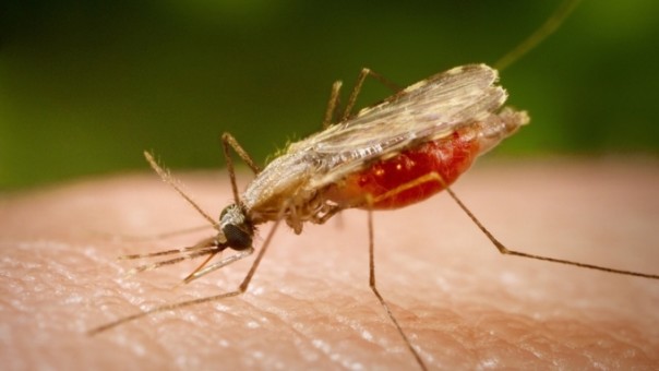 Первопричиной вымирания динозавров стали малярийные комары — Ученые