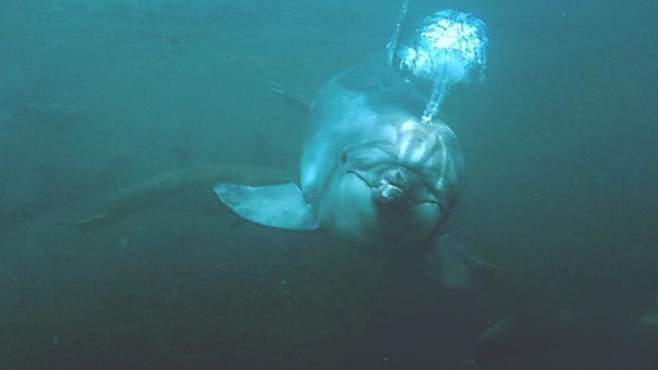 В Анапе предприниматель замучил до смерти 2-го краснокнижного дельфина