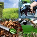 Учёные хотят «выращивать» бензин на деревьях