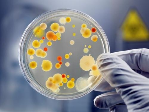 Русские ученые отыскали бактерии, которые могут одолеть рак