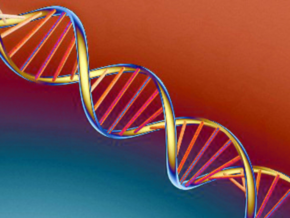 Ученые отыскали у человека гены, отвечающие за рост утраченных конечностей