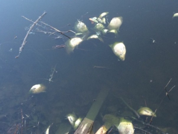 Росрыболовство узнает, откуда в Неве появились тысячи мертвых рыб