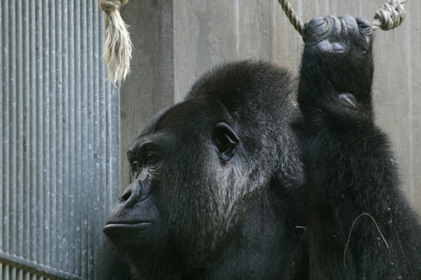 В американском зоопарке убили гориллу, в вольер которой упал ребенок