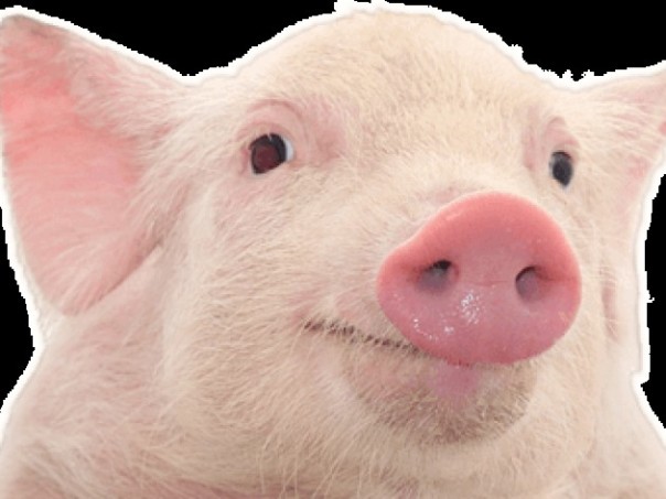 Ученые собираются вырастить человеческую поджелудочную железу в организме свиньи
