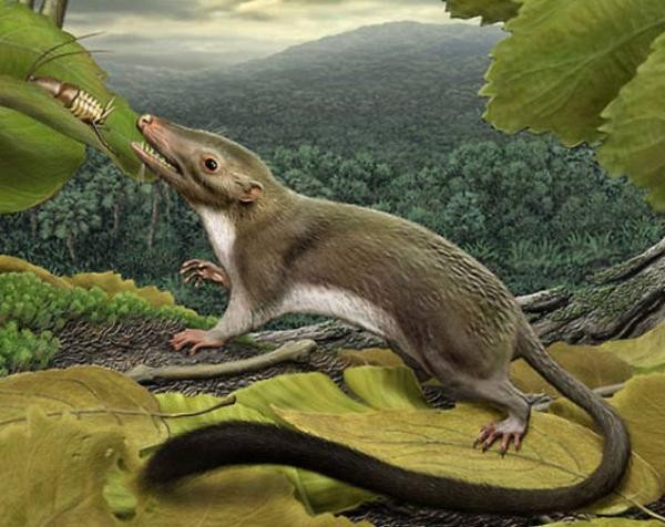 Млекопитающие начали захватывать мир задолго до вымирания динозавров — Ученые
