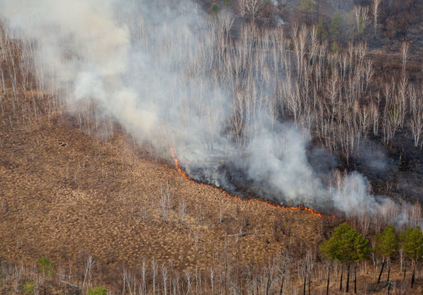 Площадь лесных пожаров в Российской Федерации за сутки возросла на 22%