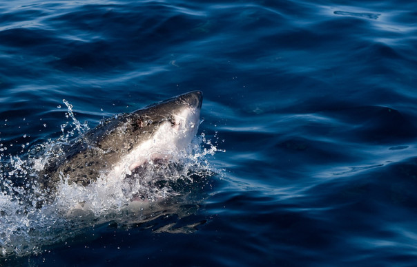 Два человека за неделю погибли после нападения акул в Австралии