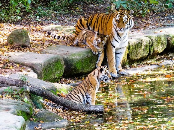 В Таиланде буддистских монахов обвиняют в убийстве тигров