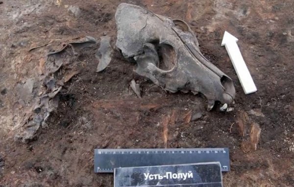 Археологи отыскали в Сибири 2000-летнее кладбище собак