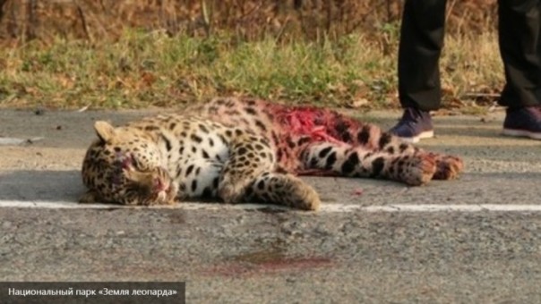 Краснокнижный дальневосточный леопард был сбит неведомым водителем на Приморской трассе