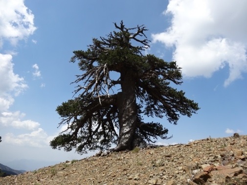 Ученые обнаружили самое старое дерево в европейских странах