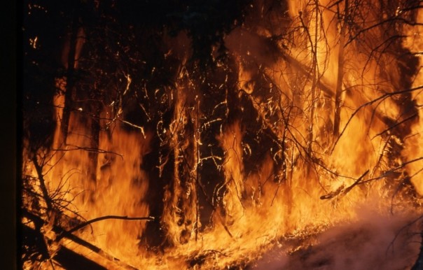 Площадь лесных пожаров в регионе за сутки сократилась на треть