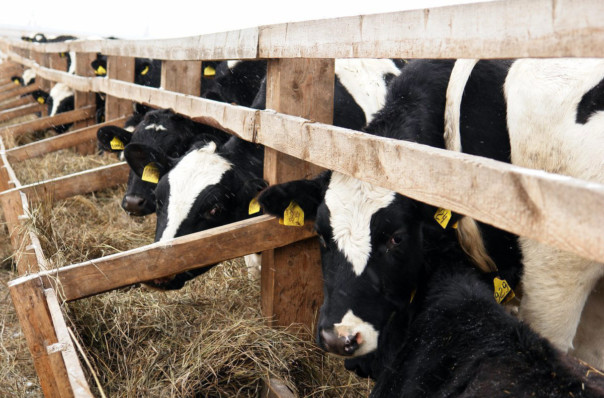 В Новосибирске создали аппарат, который производит попкорн для коров