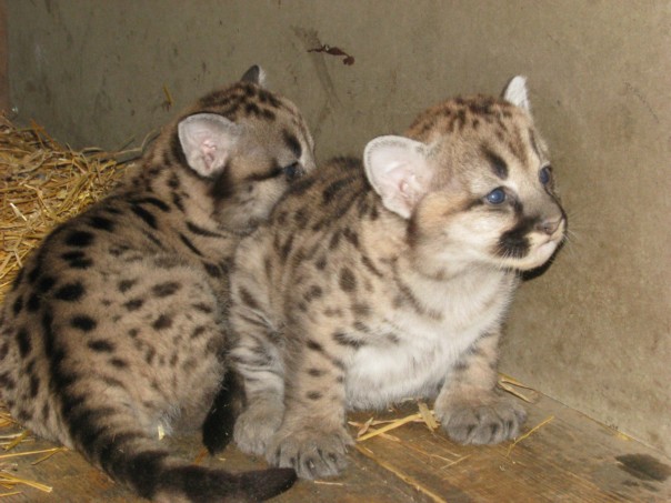 В Башкирии похищены два котенка пумы прямо из клетки передвижного зоопарка