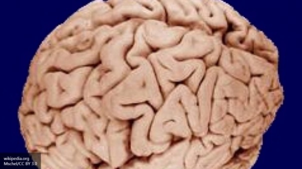 У полных людей головной мозг стареет быстрее, чем у худых — Ученые