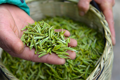 Ученые назвали главную пользу от употребления зеленого чая