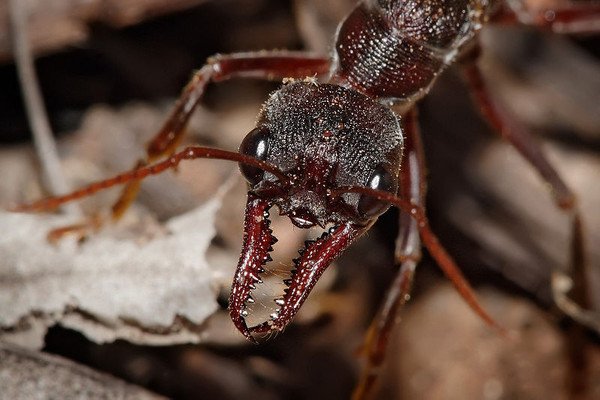 Новый вид муравьёв учёные отыскали в желудке эквадорской лягушки