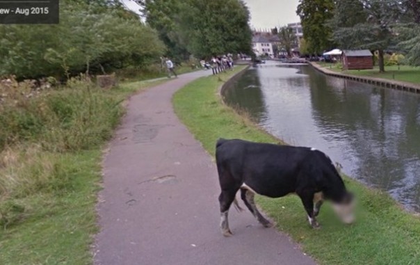 Google из соображений безопасности замазал на панораме морду корове