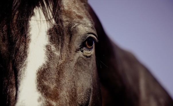 В Ратомке на соревнованиях по конному спорту умер 21-летний русский спортсмен
