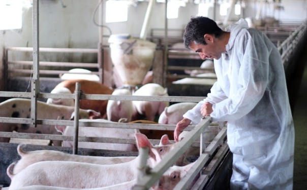 Режим ЧС введен из-за африканской чумы свиней в Ростовской области