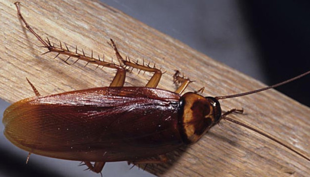 Ученые: Без тараканов на Земле не обойтись