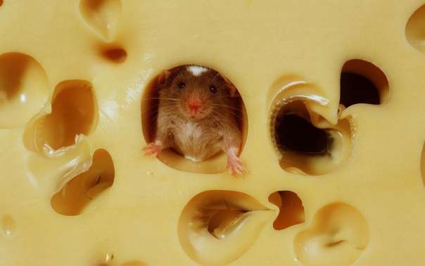Ученые: сыр с плесенью продлевает жизнь человека
