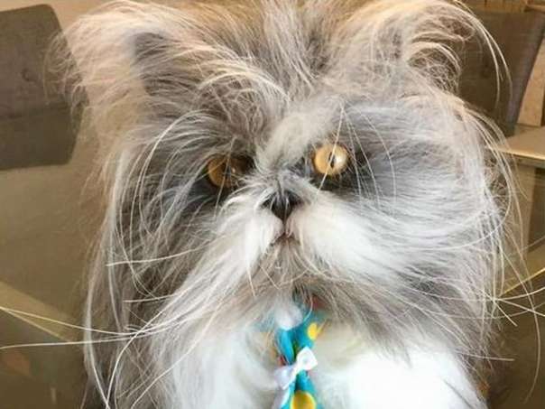 Схожий на собаку персидский кот стал звездой социальных сетей