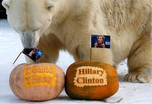 Тигрица и медведь из Красноярска предсказали результат выборов в США