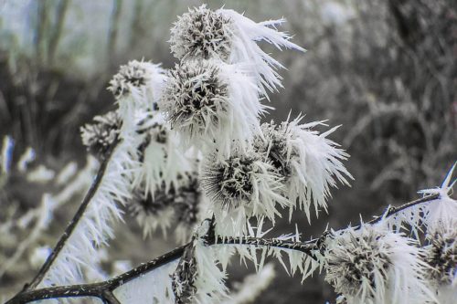 Погода, характерная для января: по РФ ударят аномальные морозы до -40