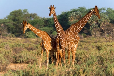 Жирафы оказались на грани вымирания | жирафы