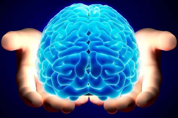 Человеческий мозг развивается до 30 лет — Ученые
