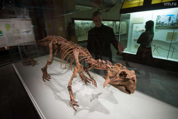 Заведующий музеем Александр Карху демонстрирует пситтакозавра