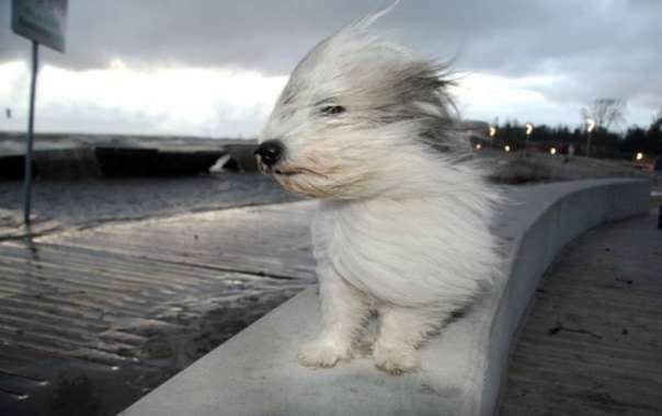 МЧС предупредило об усилении ветра в Петербурге
