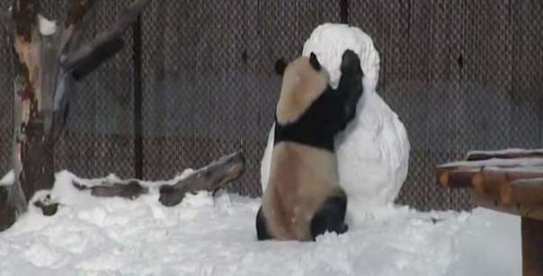 Битву панды со снеговиком увидели посетители зоопарка в Торонто