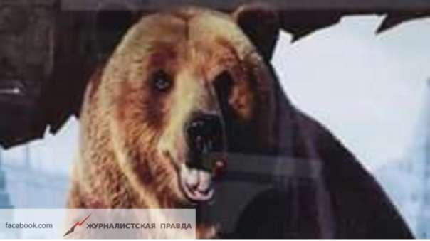 Размещено видео допроса подозреваемого в беспощадном убийстве медведя в Якутии