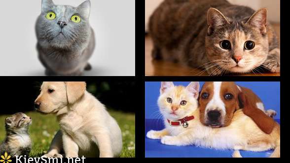 Ученые доказали, что кошки не глупее собак