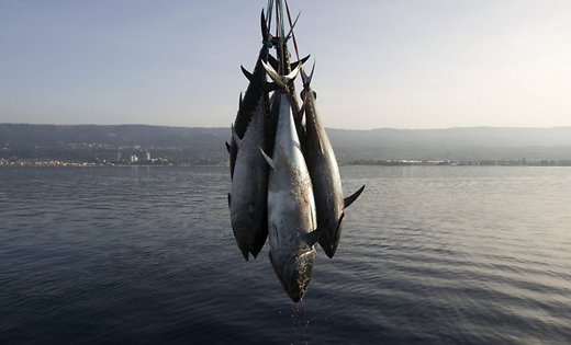 На рыбном аукционе в Токио голубого тунца продали за 634 тысячи долларов