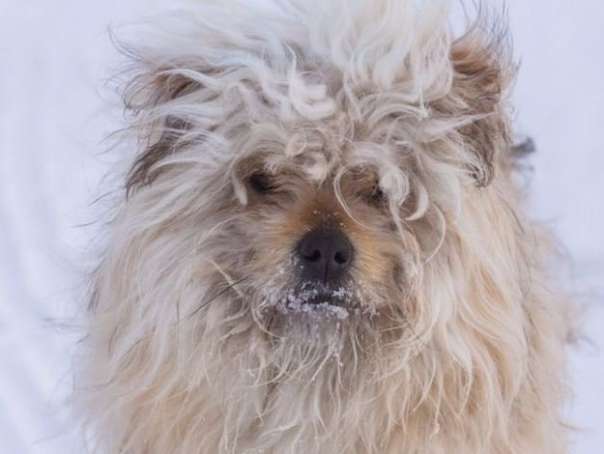 В аэропорту Екатеринбурга замерзла брошенная хозяйкой собачка